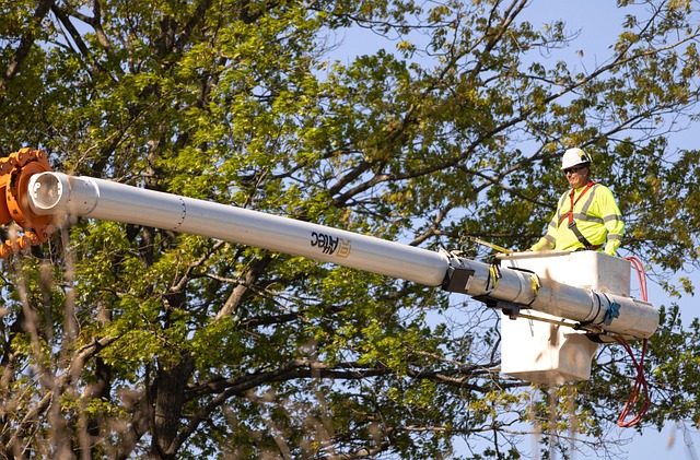 tree pruning carrollton tx