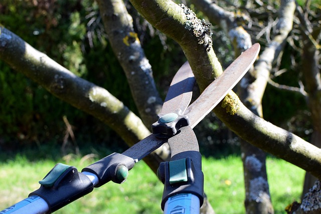 tree pruning carrollton tx