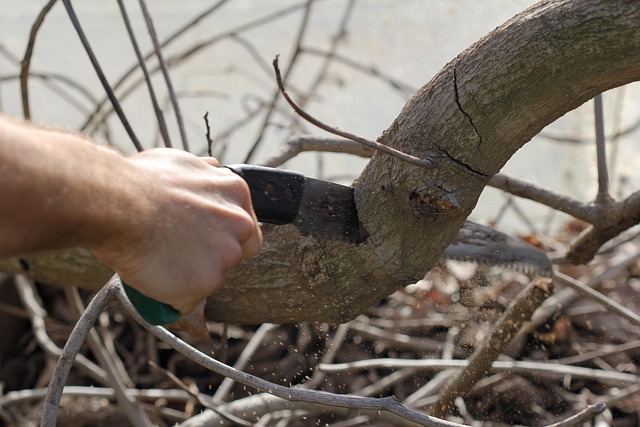 tree pruning carrollton tx