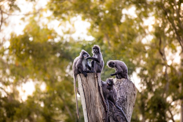tree-pruning-lewisville-tx-640x480-95466800.jpeg