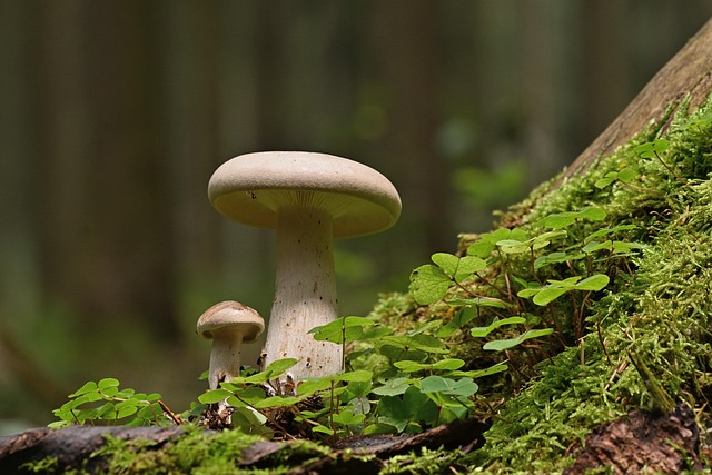 tree-stump-640x480-11029079.jpeg