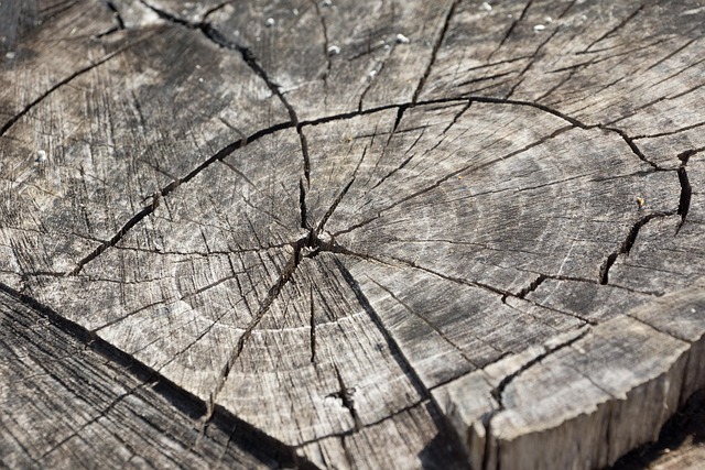 tree stump