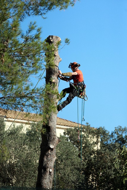 tree trimming lewisville tx