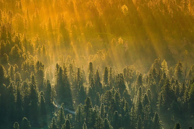 trees