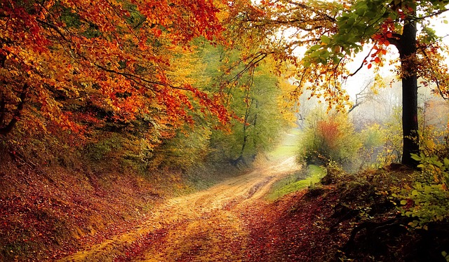 trees-640x480-16790359.jpeg