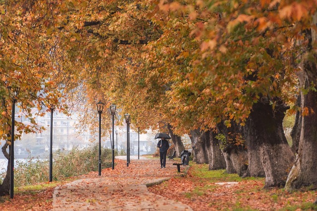 trees-640x480-212139.jpeg