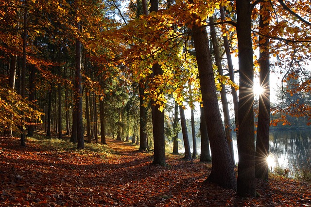 trees-640x480-27126122.jpeg