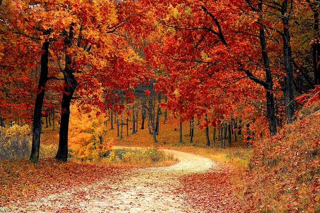 trees-640x480-30210936.jpeg