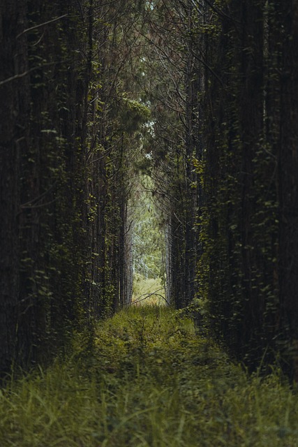 trees-640x480-3608700.jpeg