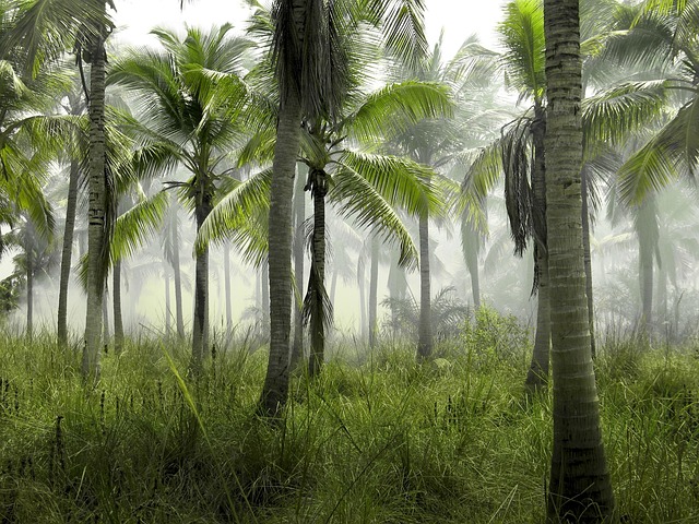 trees