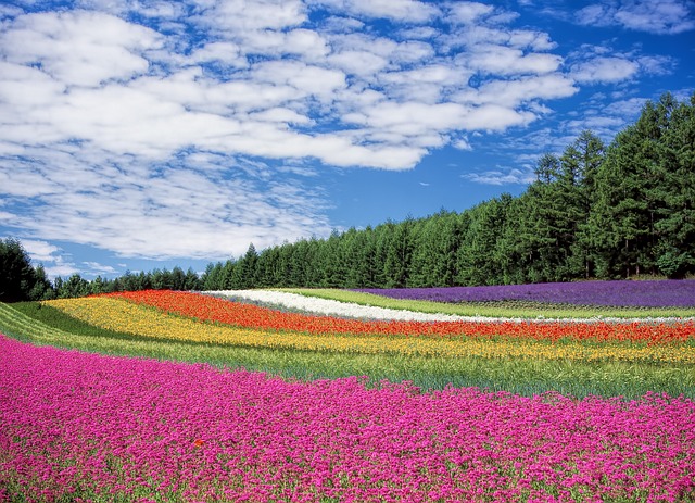 trees-640x480-51723103.jpeg