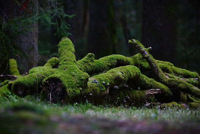 trees