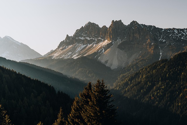 trees-640x480-64753356.jpeg