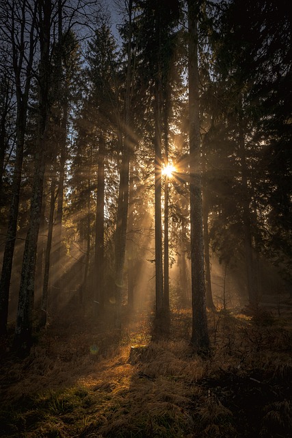 trees-640x480-66303018.jpeg
