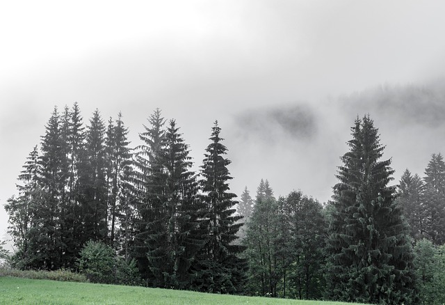 trees