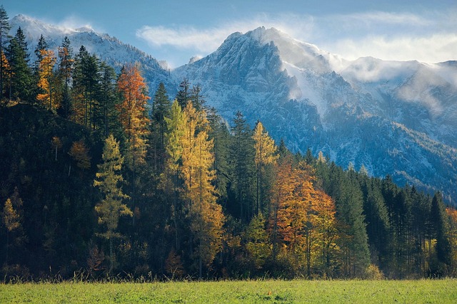 trees