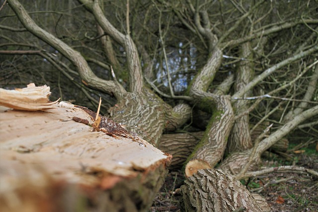 arborist lewisville tx