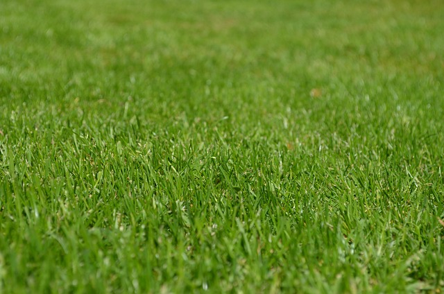 artificial turf