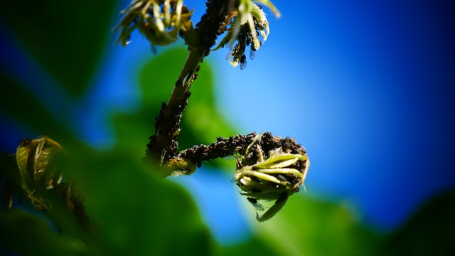 Expert Commercial Tree Care in Lewisville TX: Essential Services