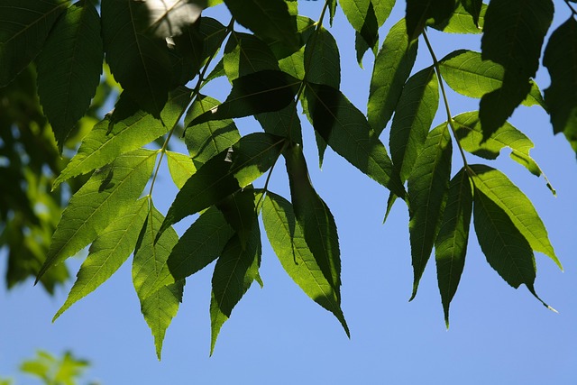 commercial tree service lewisville tx