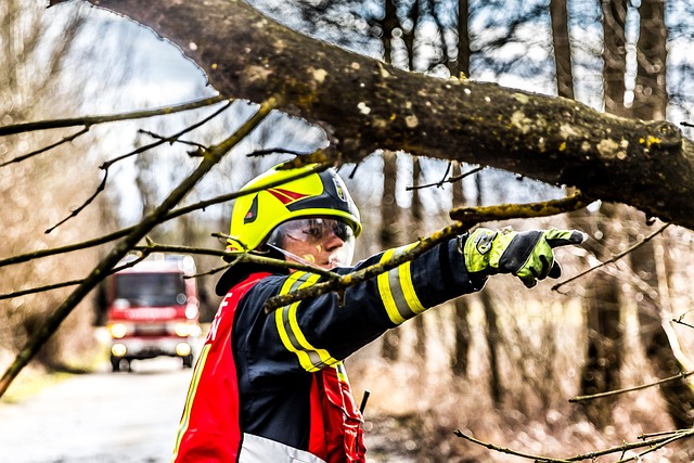 commercial tree service lewisville tx