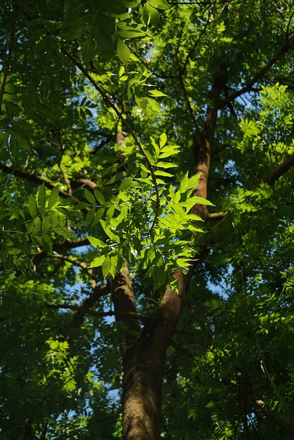 commercial tree service lewisville tx