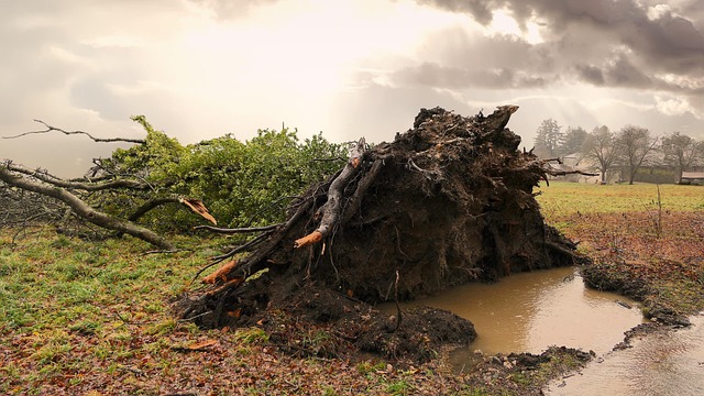 dead-tree-removal-carrollton-tx-640x480-25657669.jpeg