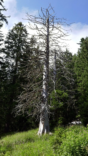 dead tree removal carrollton tx