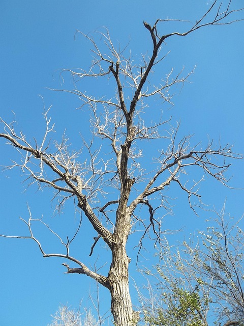 dead tree removal carrollton tx