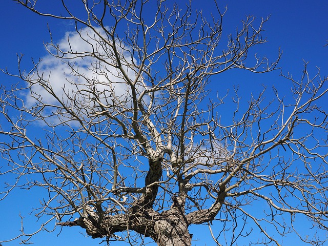 dead-tree-removal-carrollton-tx-640x480-53560803.jpeg