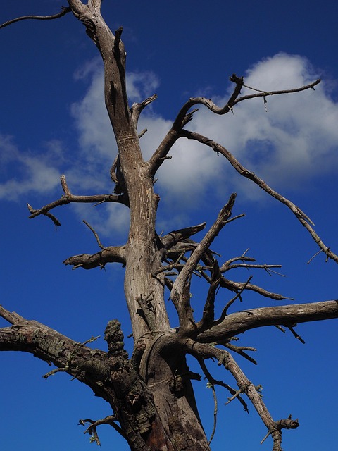 dead tree removal carrollton tx