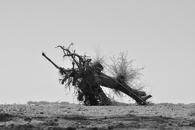 dead tree removal carrollton tx