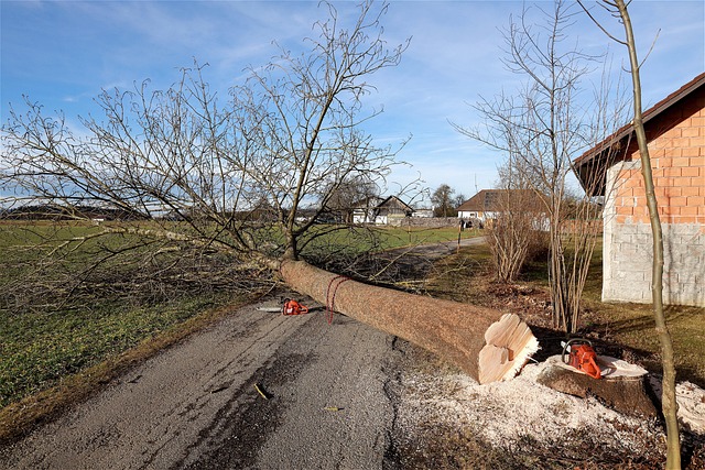 dead tree removal carrollton tx