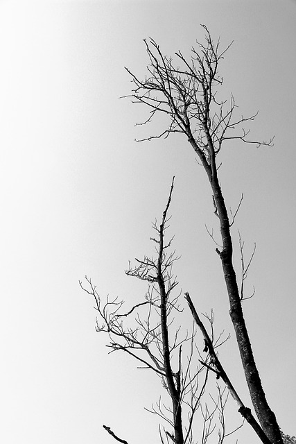 dead tree removal lewisville tx