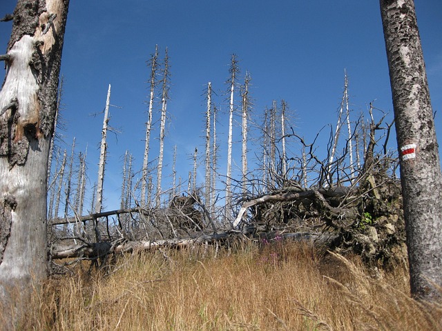 dead tree removal lewisville tx