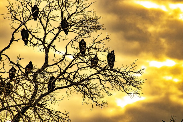 dead tree removal lewisville tx