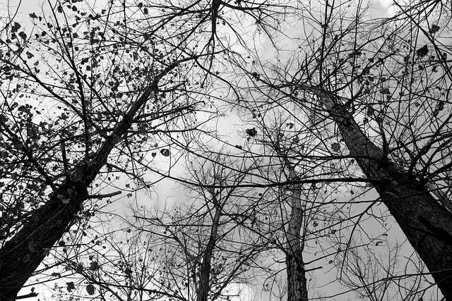 dead-tree-removal-lewisville-tx-640x480-2645358.jpeg