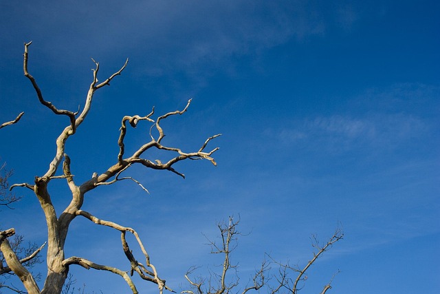 dead tree removal lewisville tx