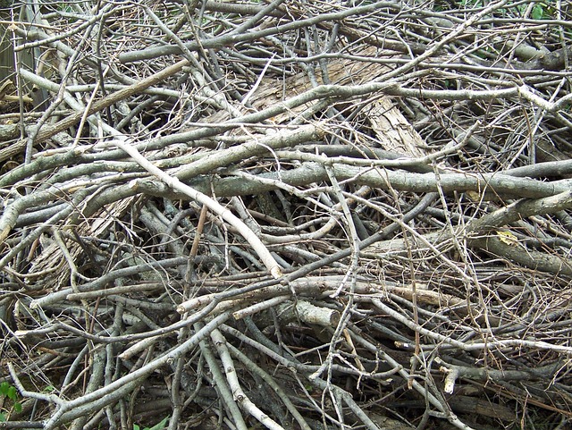 dead-tree-removal-lewisville-tx-640x480-34240540.jpeg