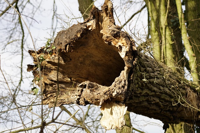 dead tree removal lewisville tx