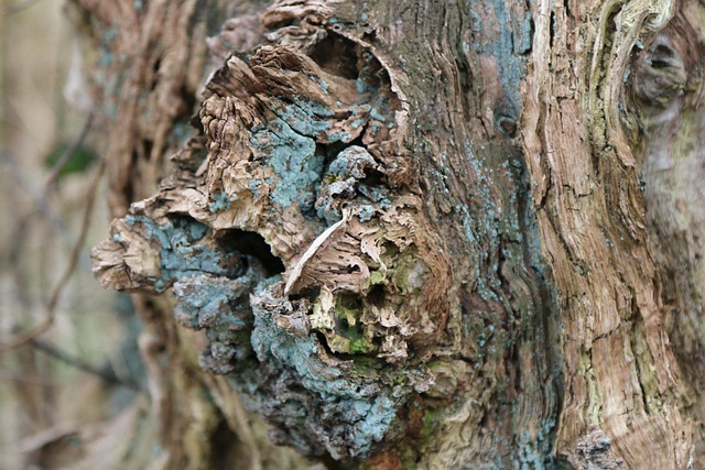dead-tree-removal-lewisville-tx-640x480-43282469.jpeg