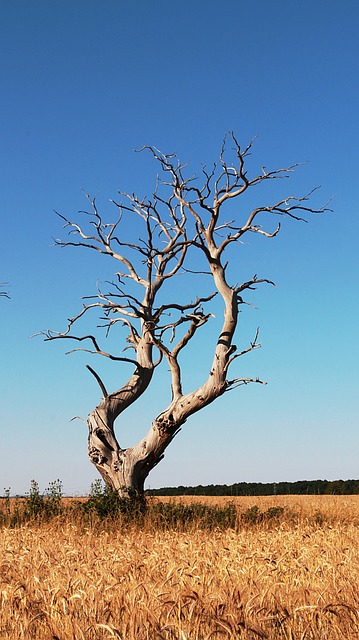 dead tree removal lewisville tx