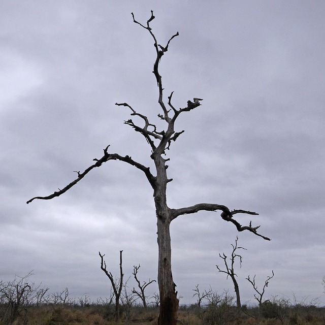 dead-tree-removal-lewisville-tx-640x480-63949711.jpeg