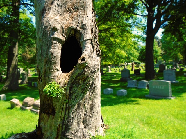 dead tree removal lewisville tx