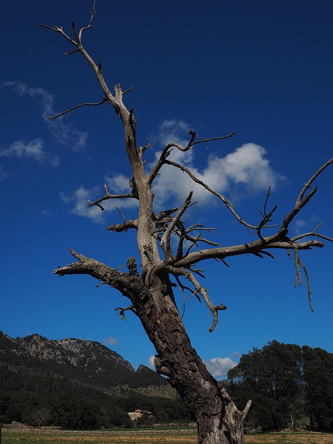 dead tree removal lewisville tx