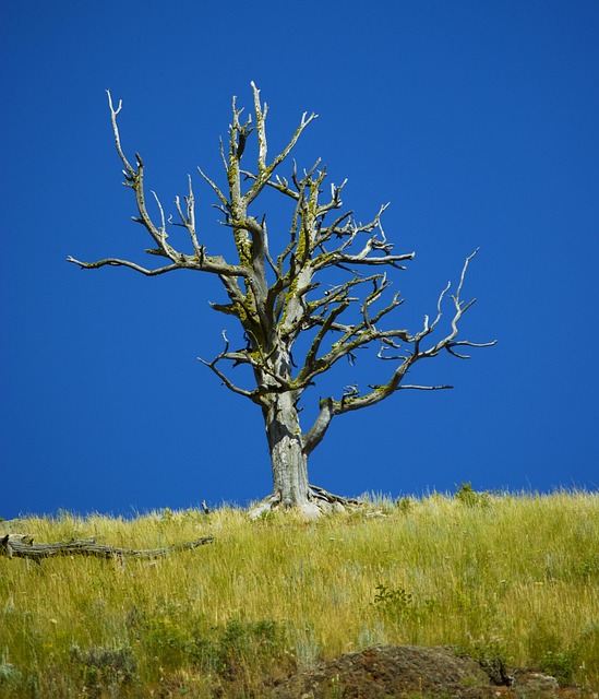 dead-tree-removal-lewisville-tx-640x480-76962891.jpeg