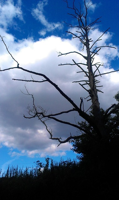 dead-tree-removal-lewisville-tx-640x480-82056461.jpeg