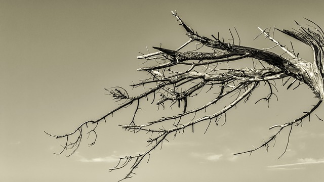 dead tree removal lewisville tx