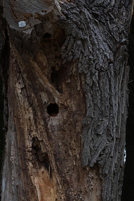 dead-tree-removal-lewisville-tx-640x480-91242867.jpeg