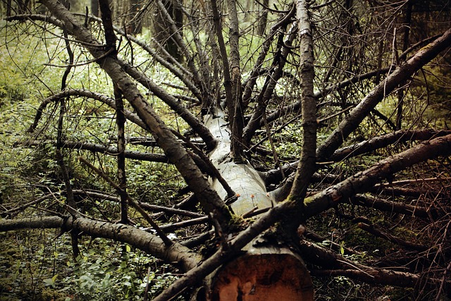 dead tree removal lewisville tx